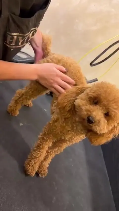 Pudel caramel pe masa de grooming, &icirc;n timpul tunsului