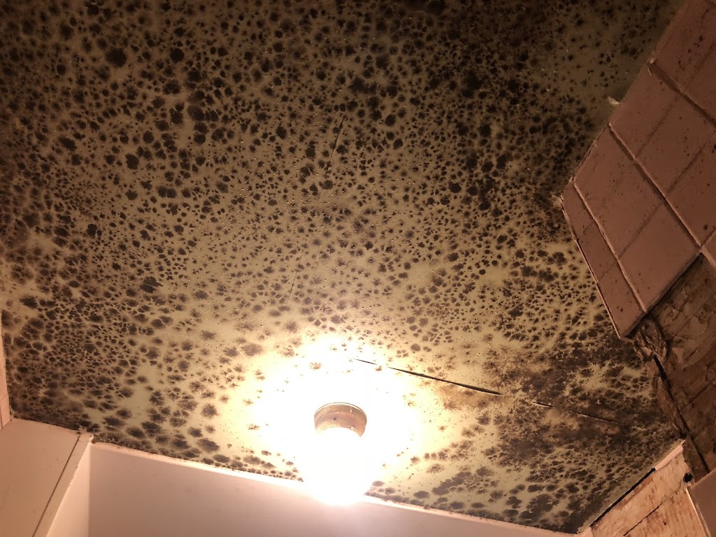 Mold Remediation Services in Southern Illinois by Restoration Connection