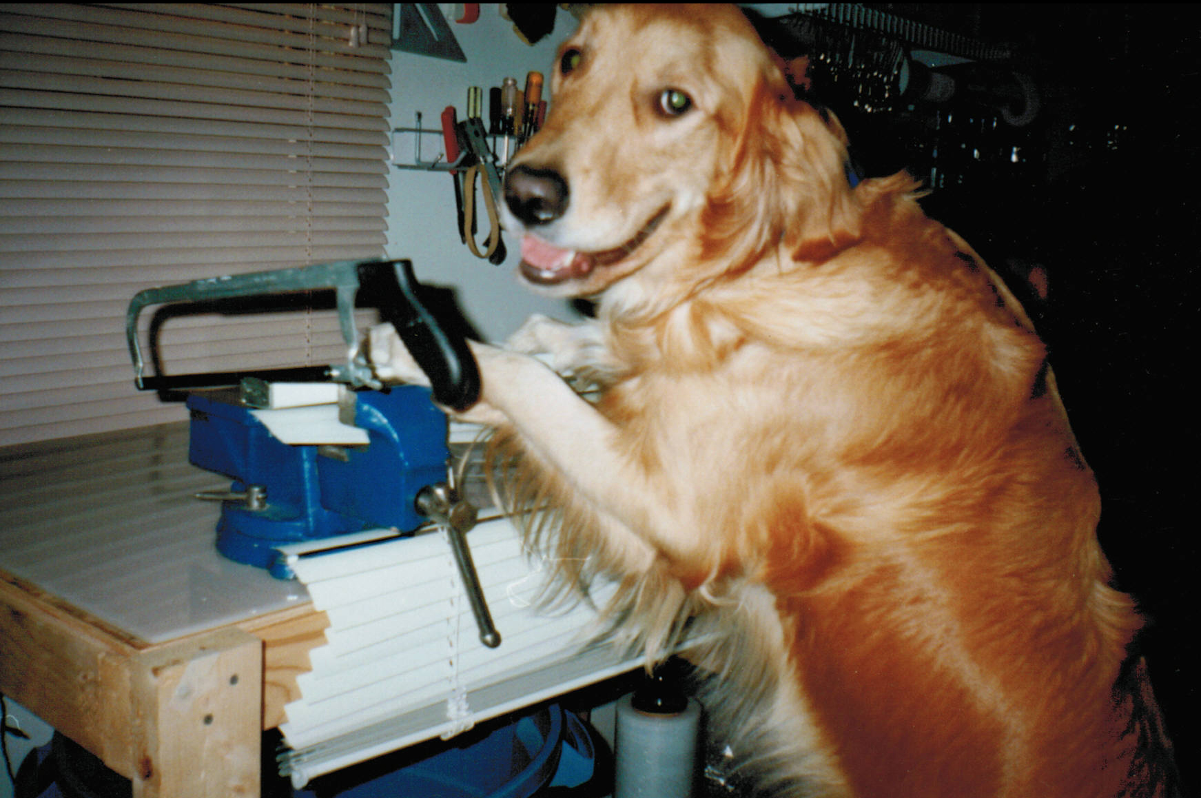 Marc's dog in the shop