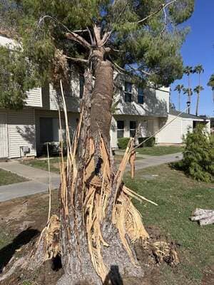 Stump grinding in West valley