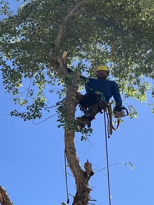 Tree Pruning in East valley