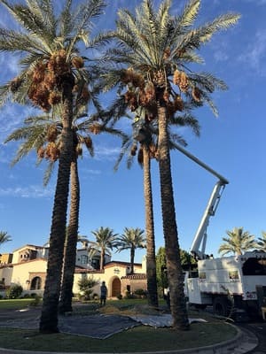 Stump grinding in East valley