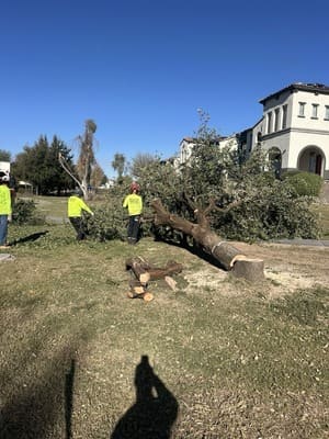 Tree planting in East valley