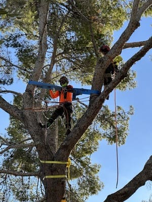 Tree removal/ large or small in East valley