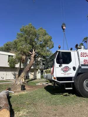 Tree planting in West valley