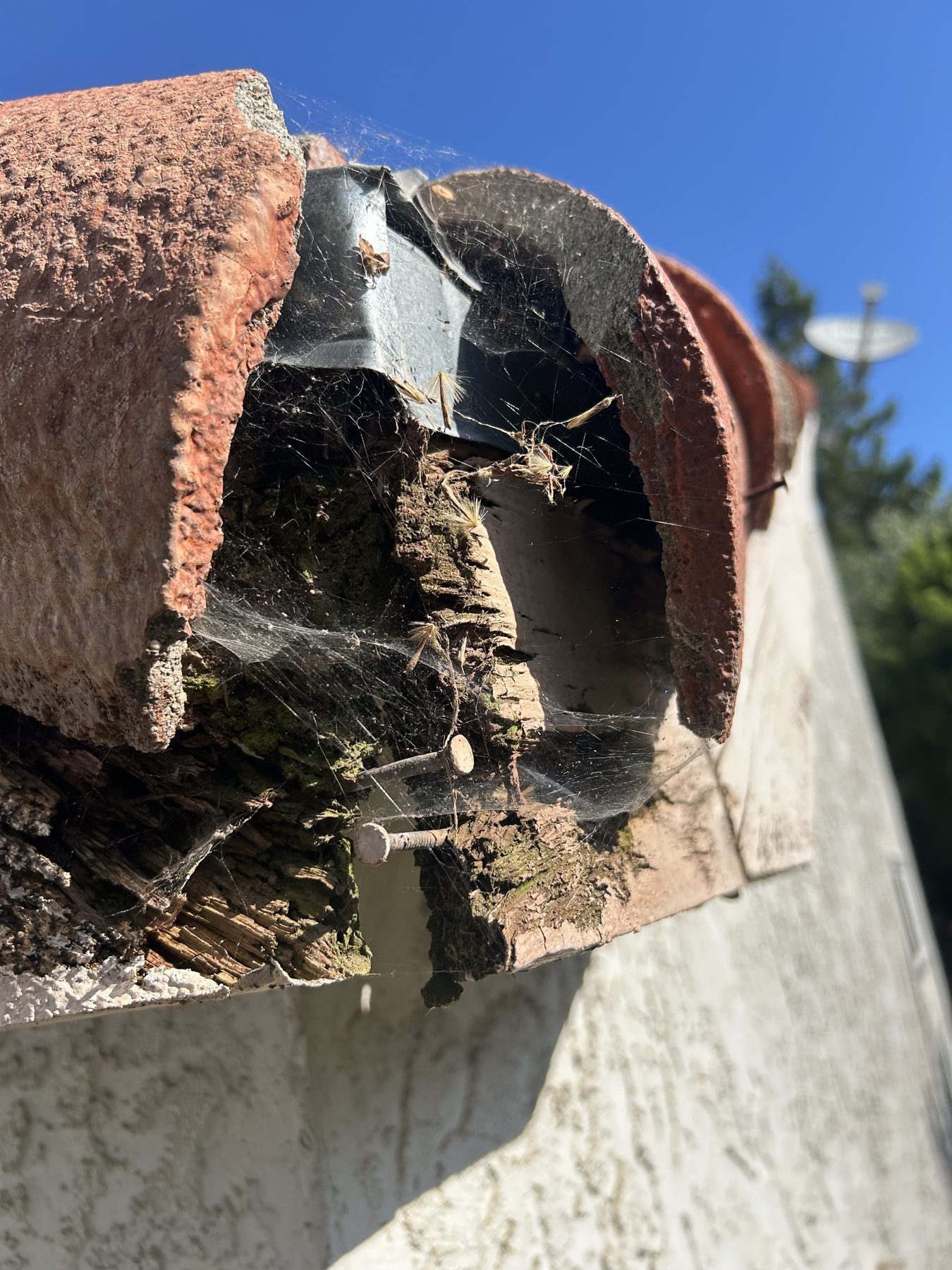 Close-up of reddish concrete roof tiles over dark crumbling bargeboard wood with moss, rusted nails, and spiderwebs at a residential roof corner