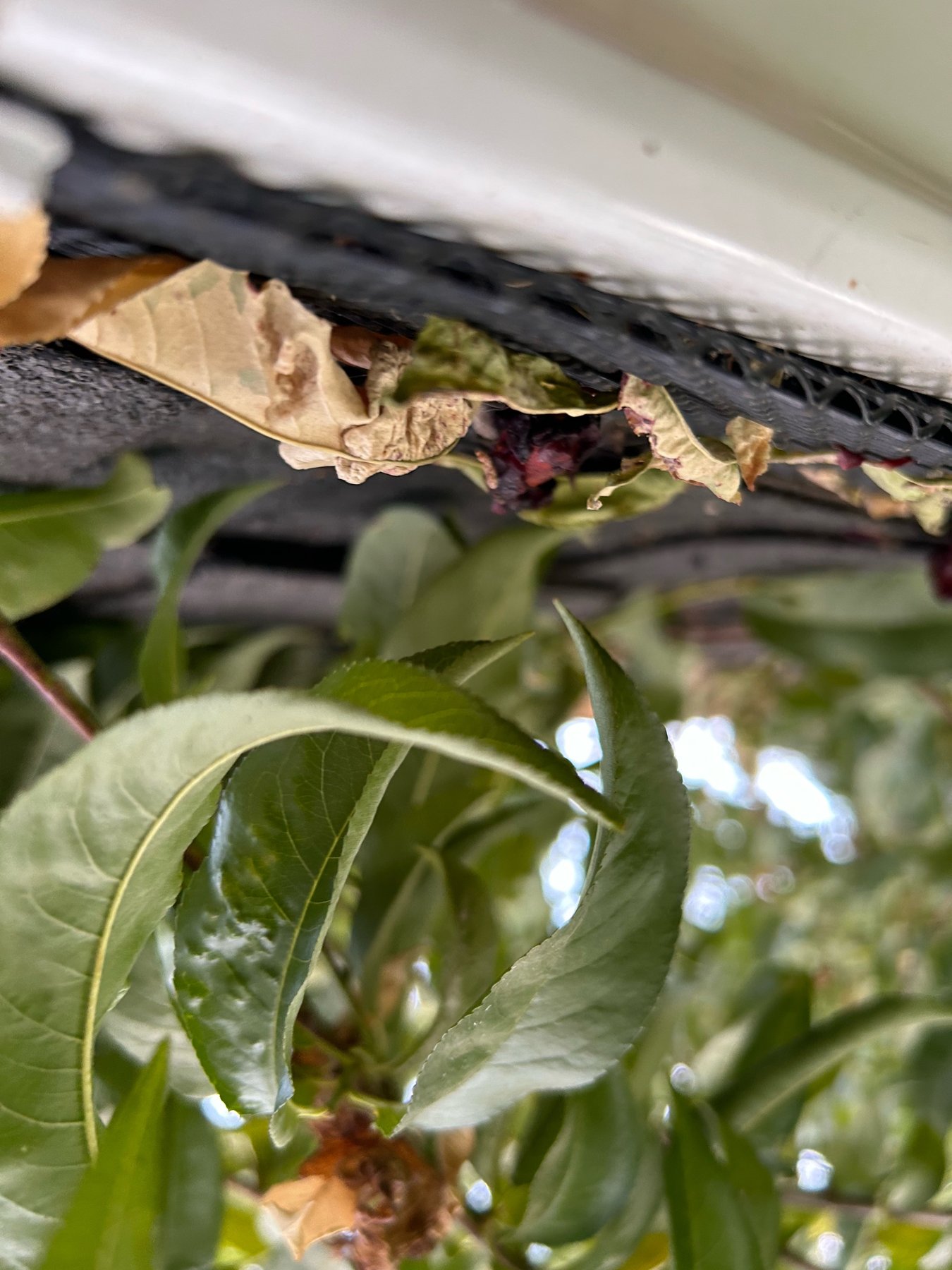 Dry leaves and fruit-tree litter caught along the edge of a black mesh gutter guard under a white gutter, with green leaves below