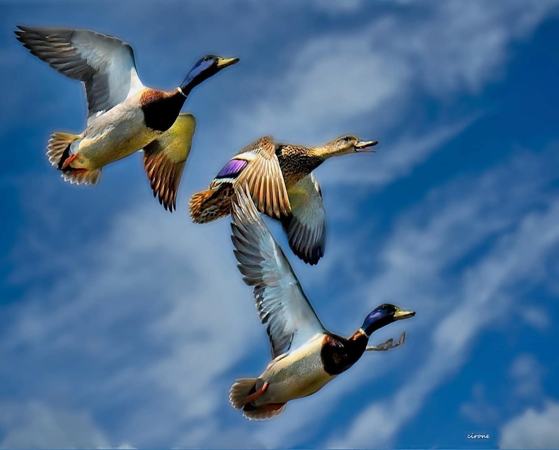 American Flight signature artwork by Frank Cirone