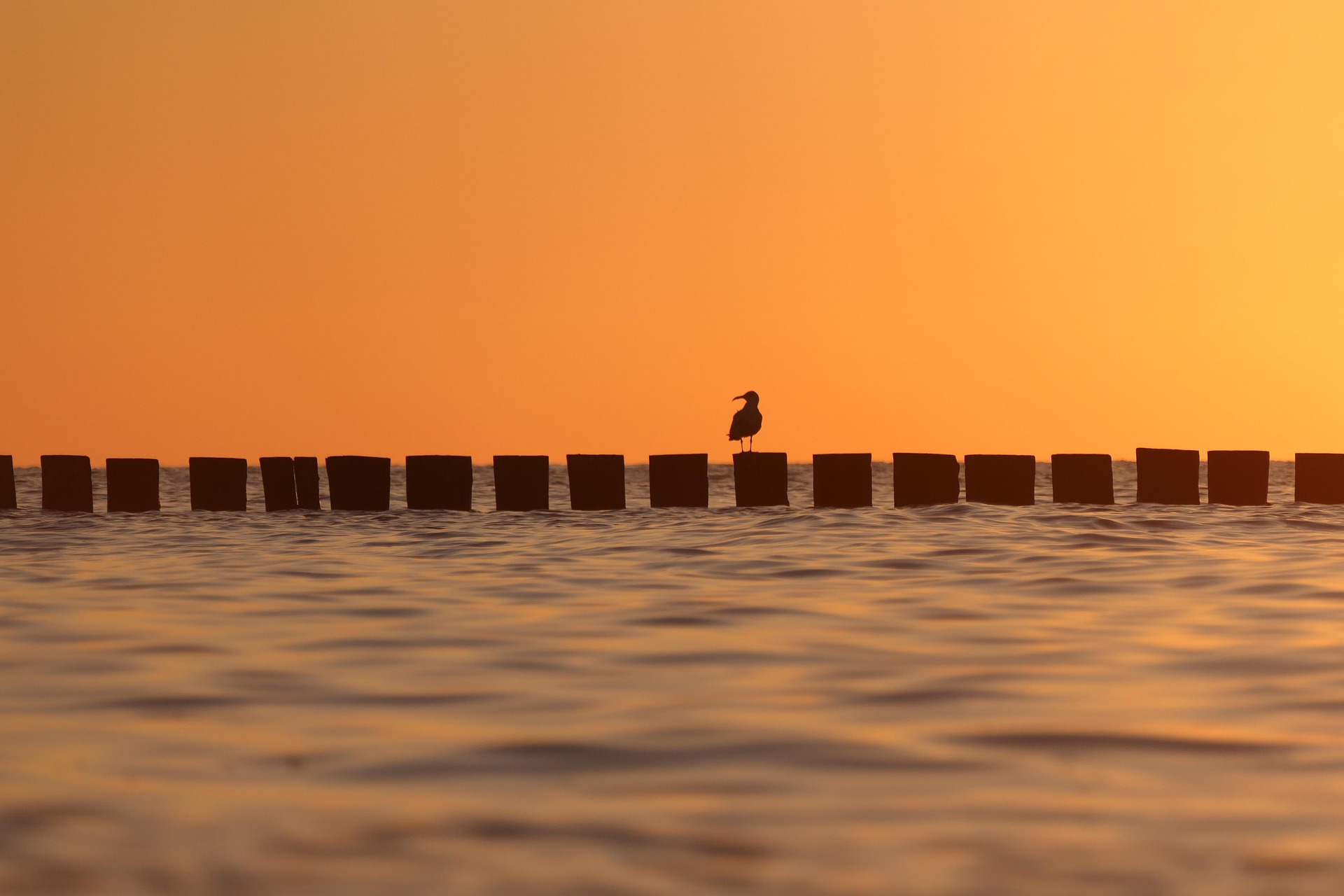 Minimal bird silhouette at sunset