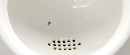 la mouche dans l'urinoir