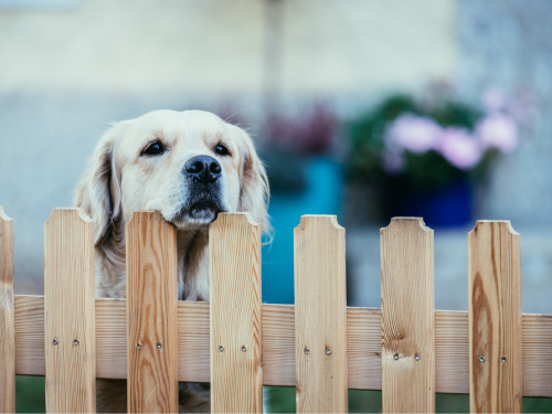 Dog Fence in Cumming