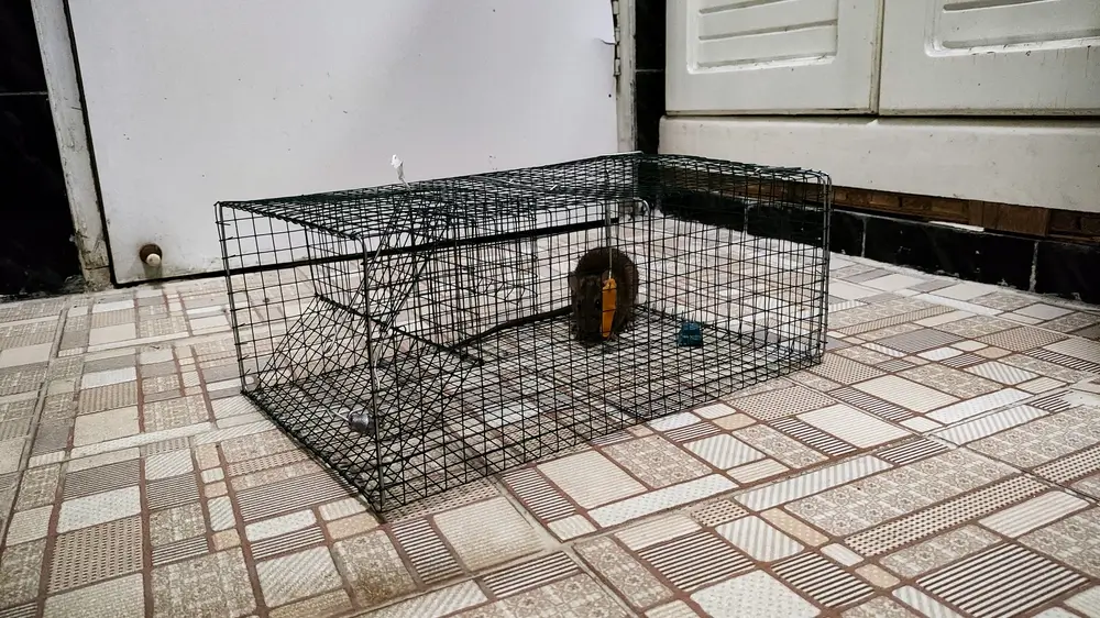  Residential Pest Control