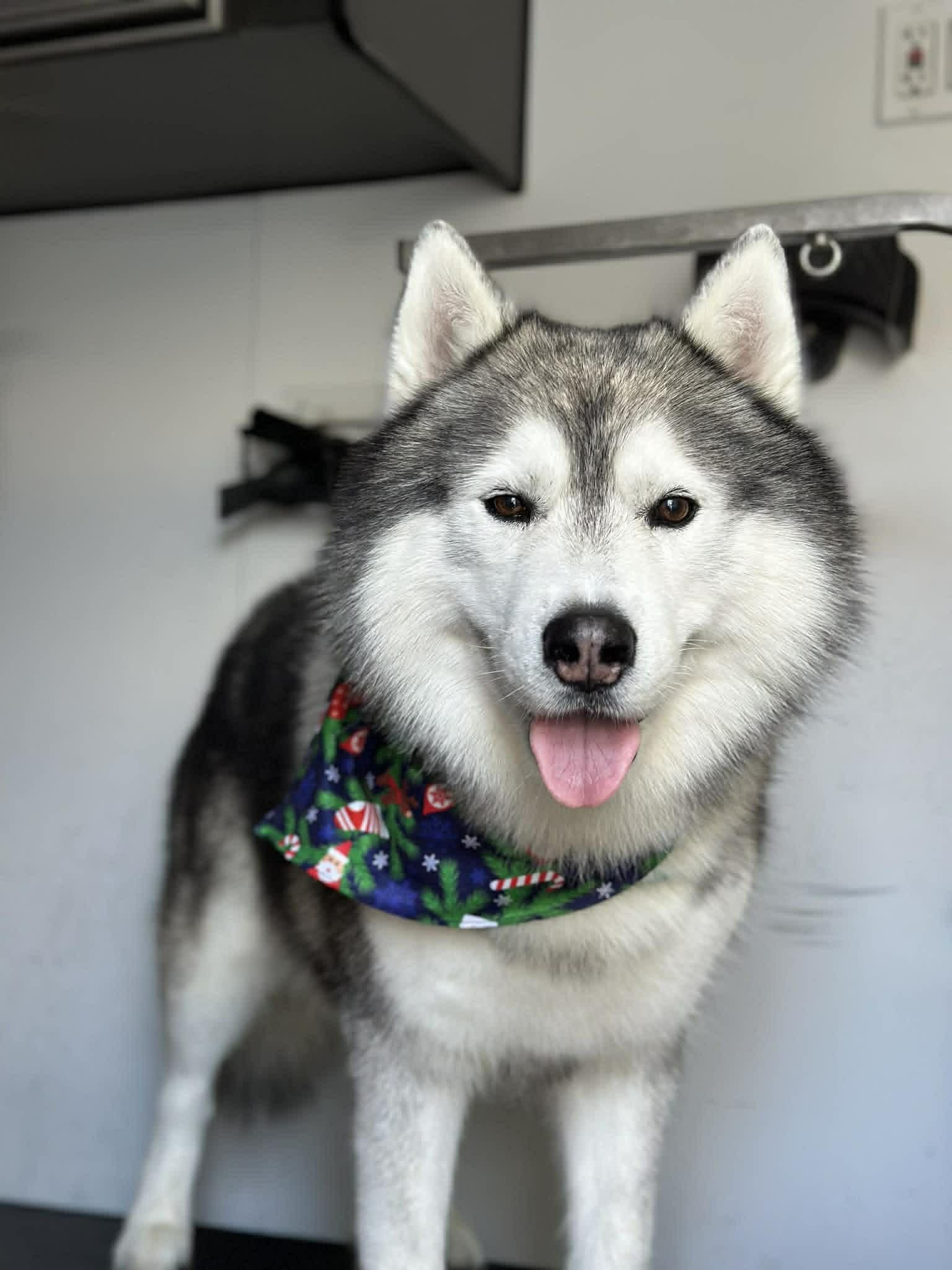 Pet grooming photo