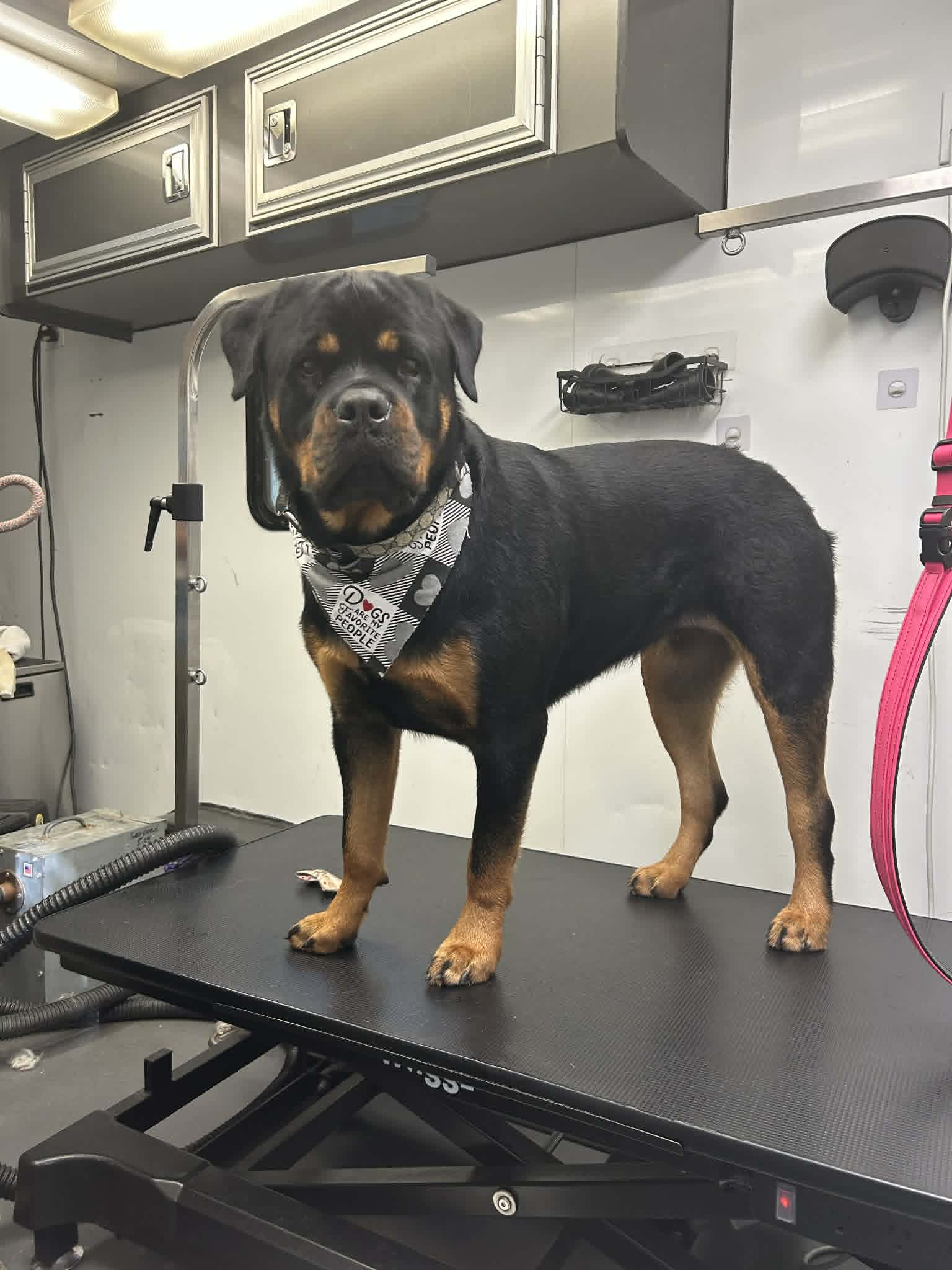 Pet grooming photo