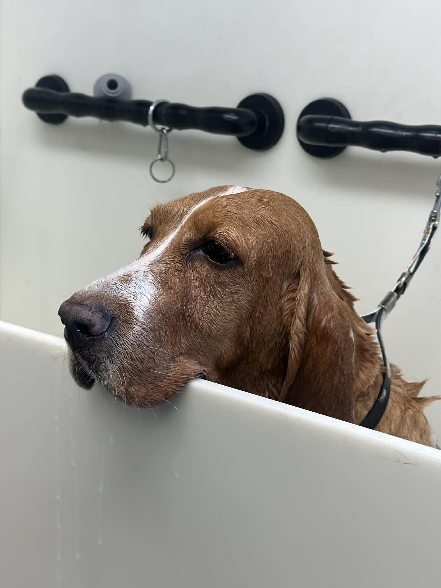Pet grooming photo