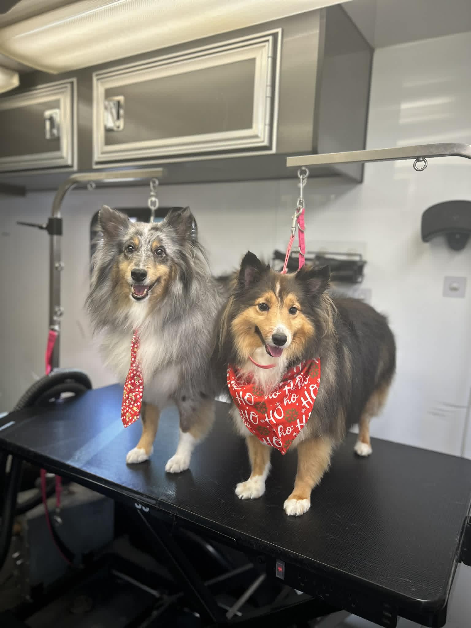 Pet grooming photo