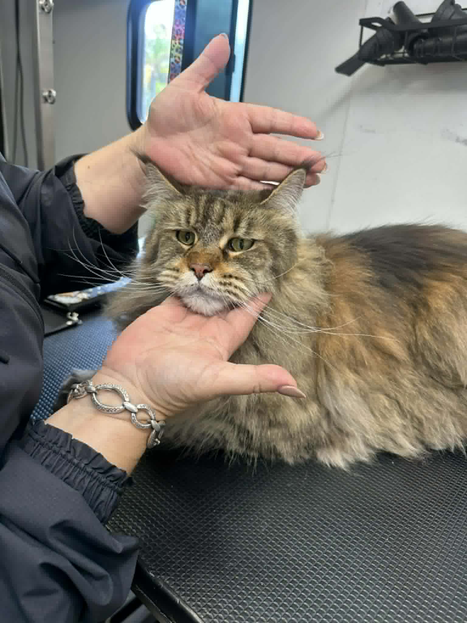 Pet grooming photo