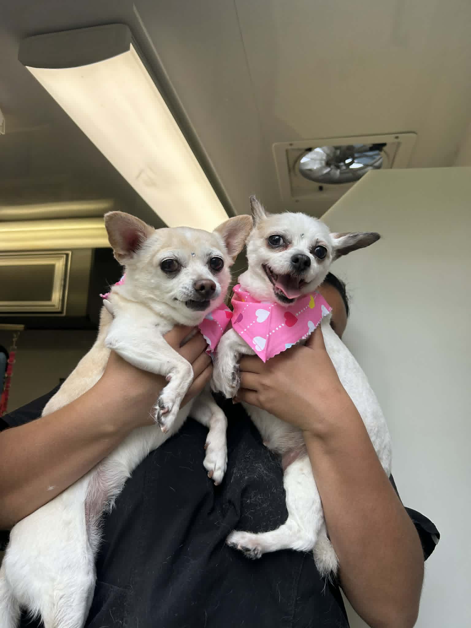 Pet grooming photo