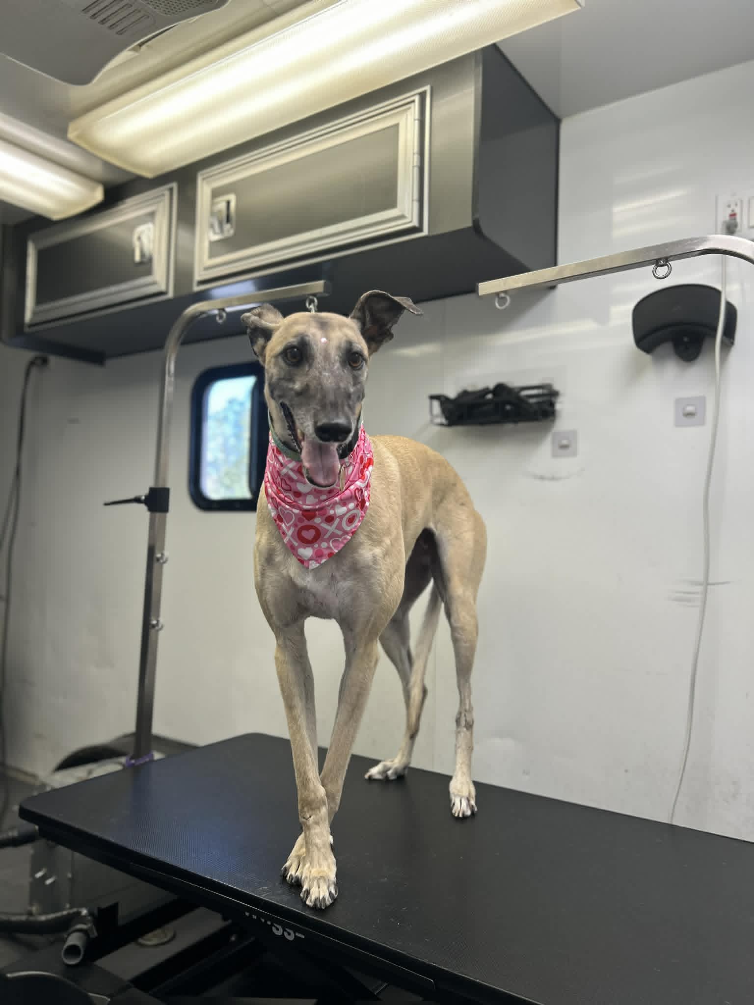 Pet grooming photo
