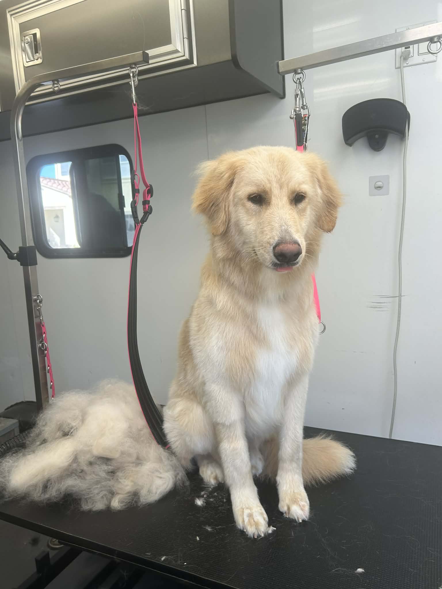 Pet grooming photo