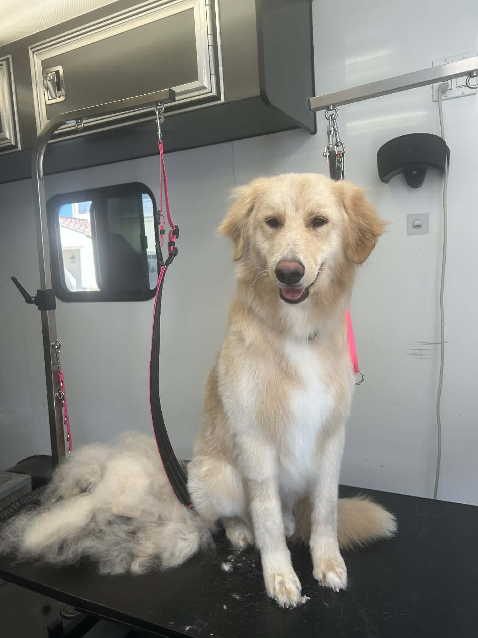 Pet grooming photo