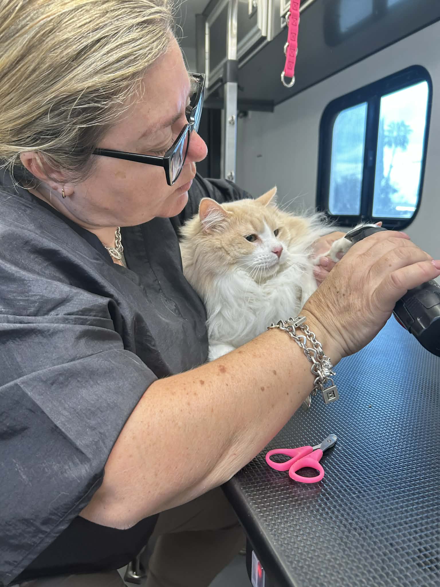 Pet grooming photo