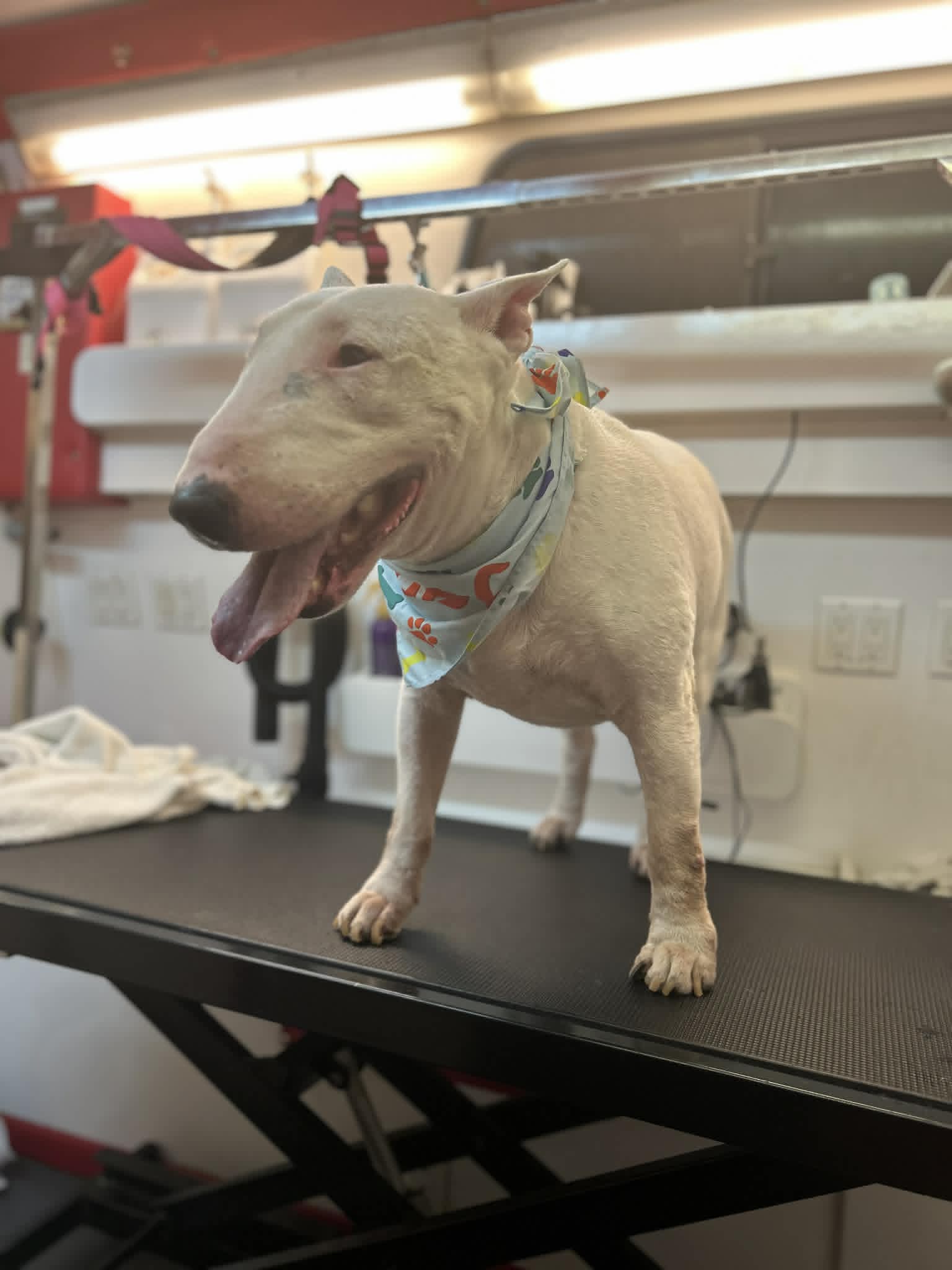 Pet grooming photo