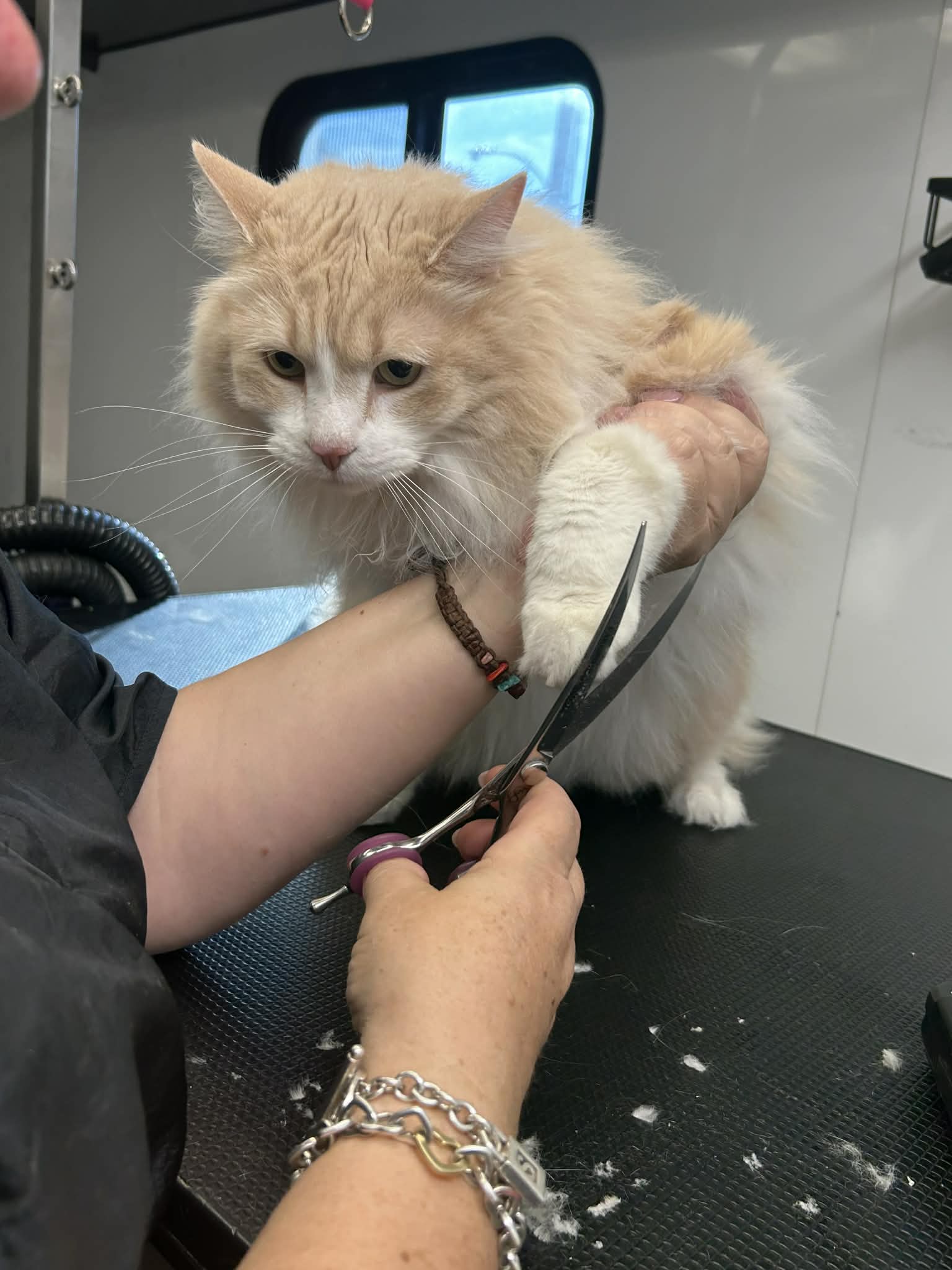 Pet grooming photo