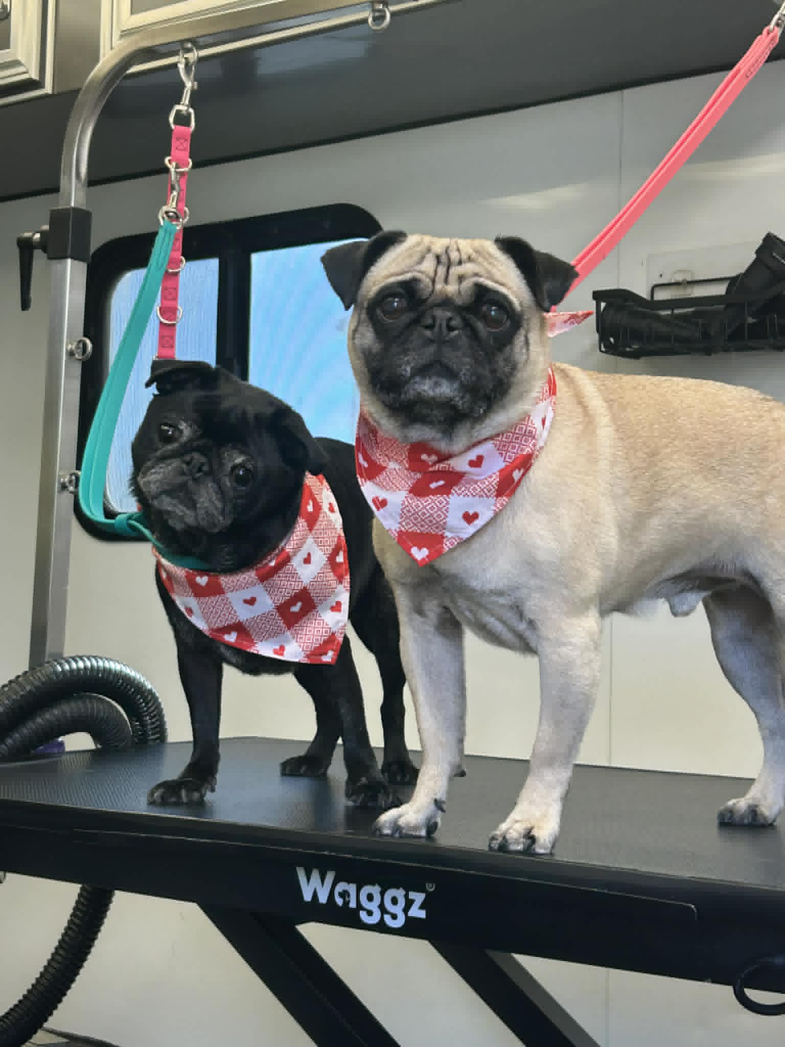 Pet grooming photo