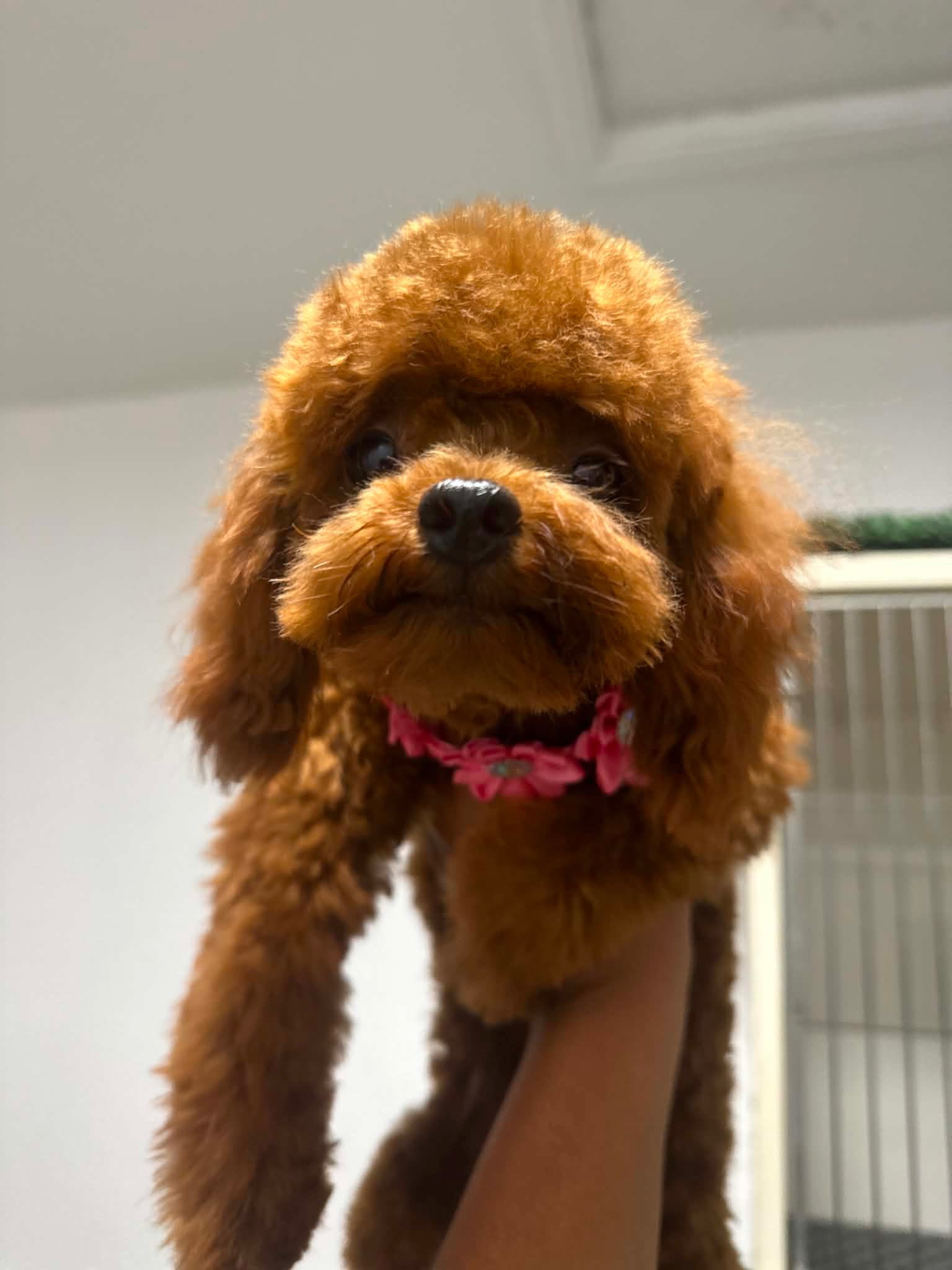 Happy dog after a full groom at the Jurupa Valley grooming salon