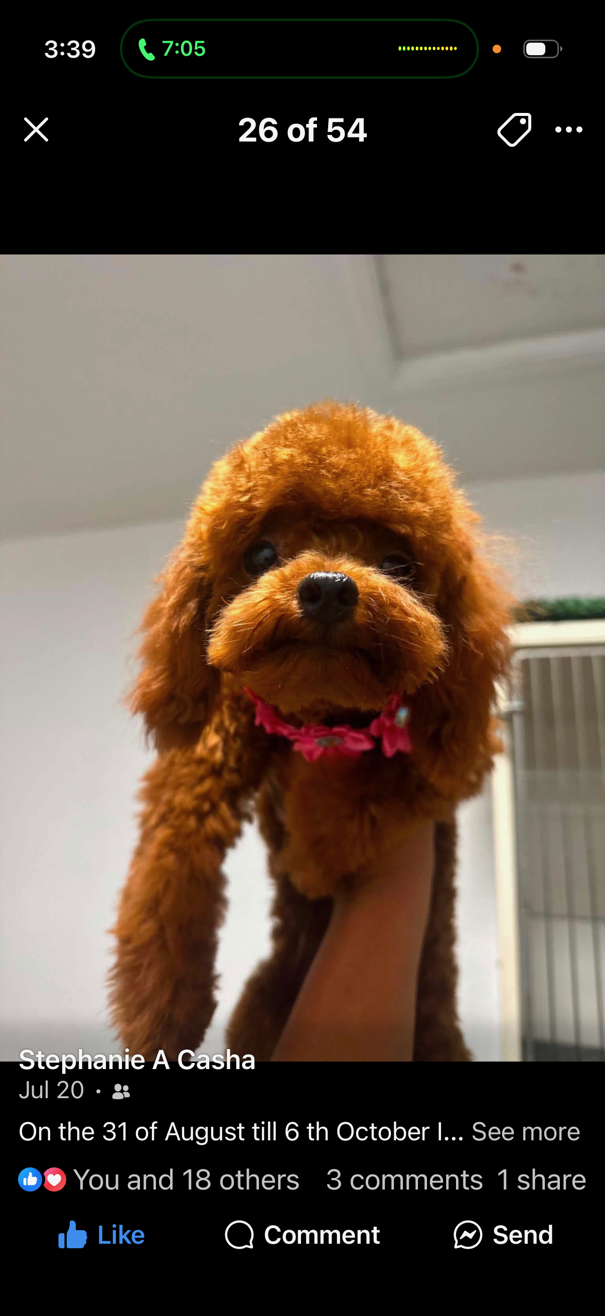 Groomed dog with a clean haircut and trimmed coat