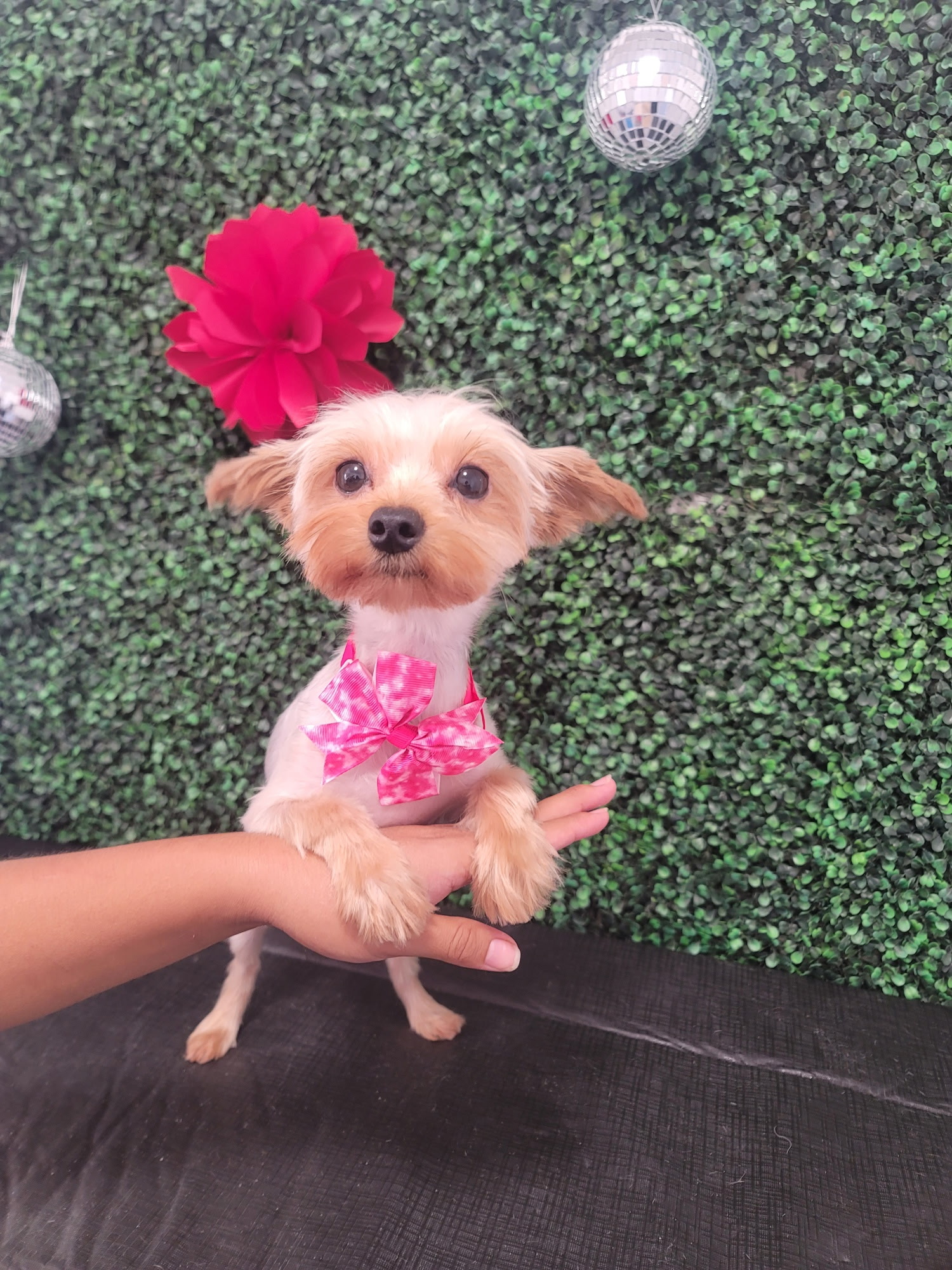 Groomed dog looking calm and comfortable after a bath and trim