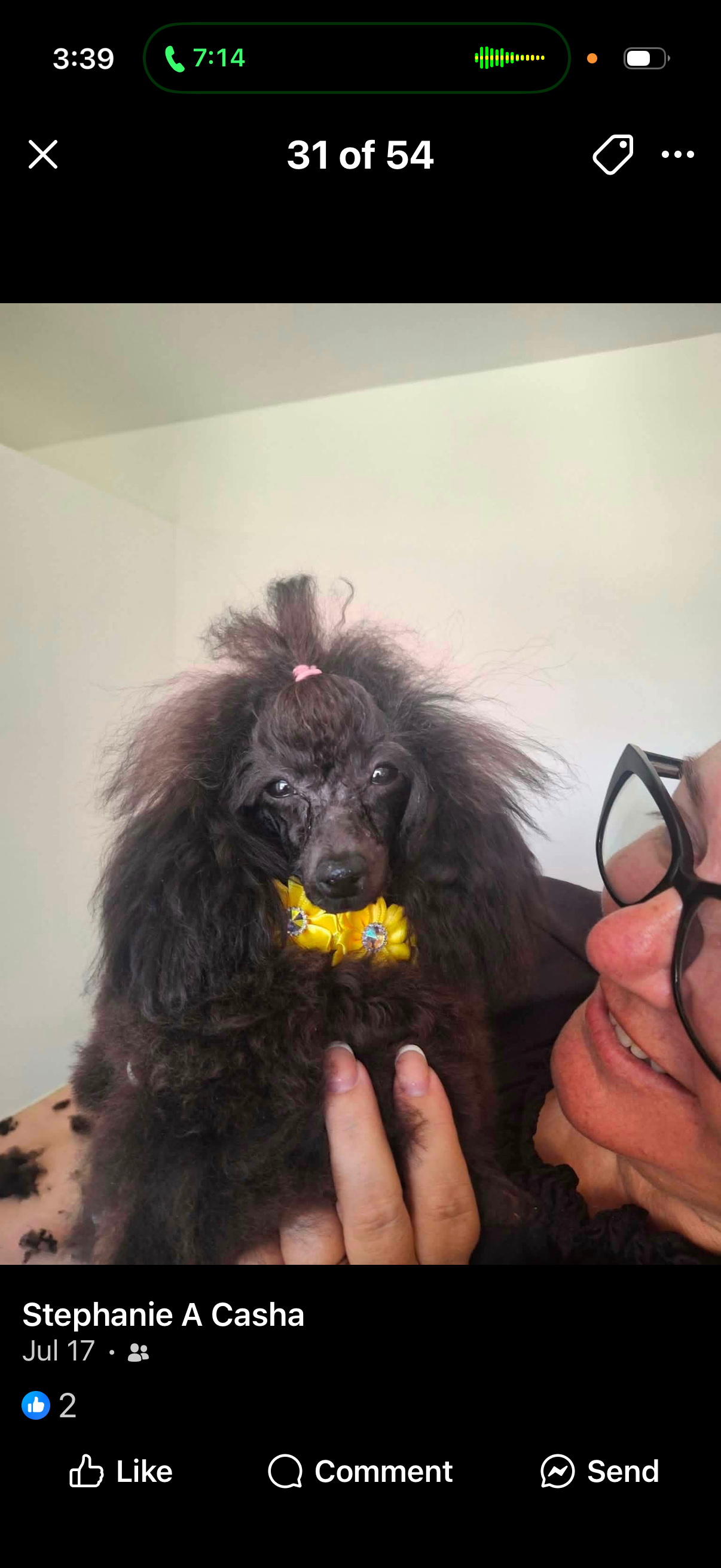 Small dog freshly groomed and styled at Beauty Box For Paws
