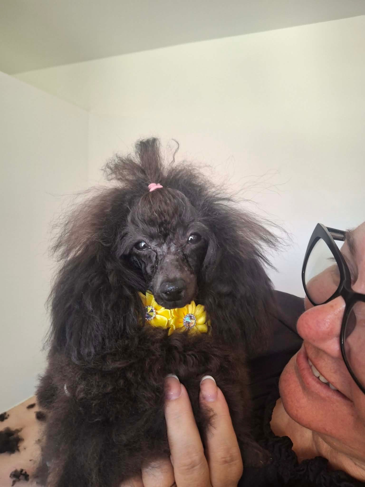 Dog receiving gentle one-on-one grooming care