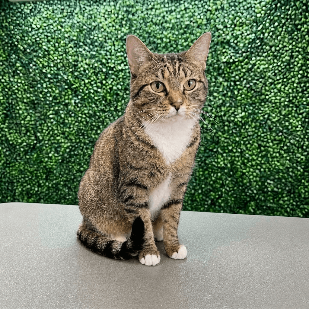 Calm groomed cat after a cat grooming session