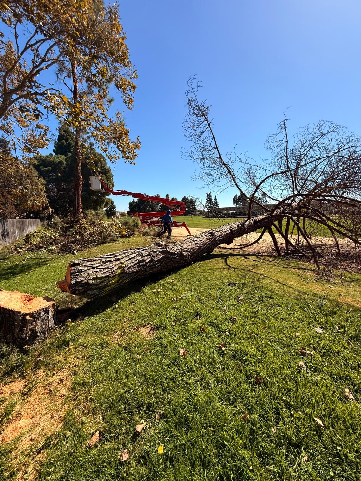 Tree removal service