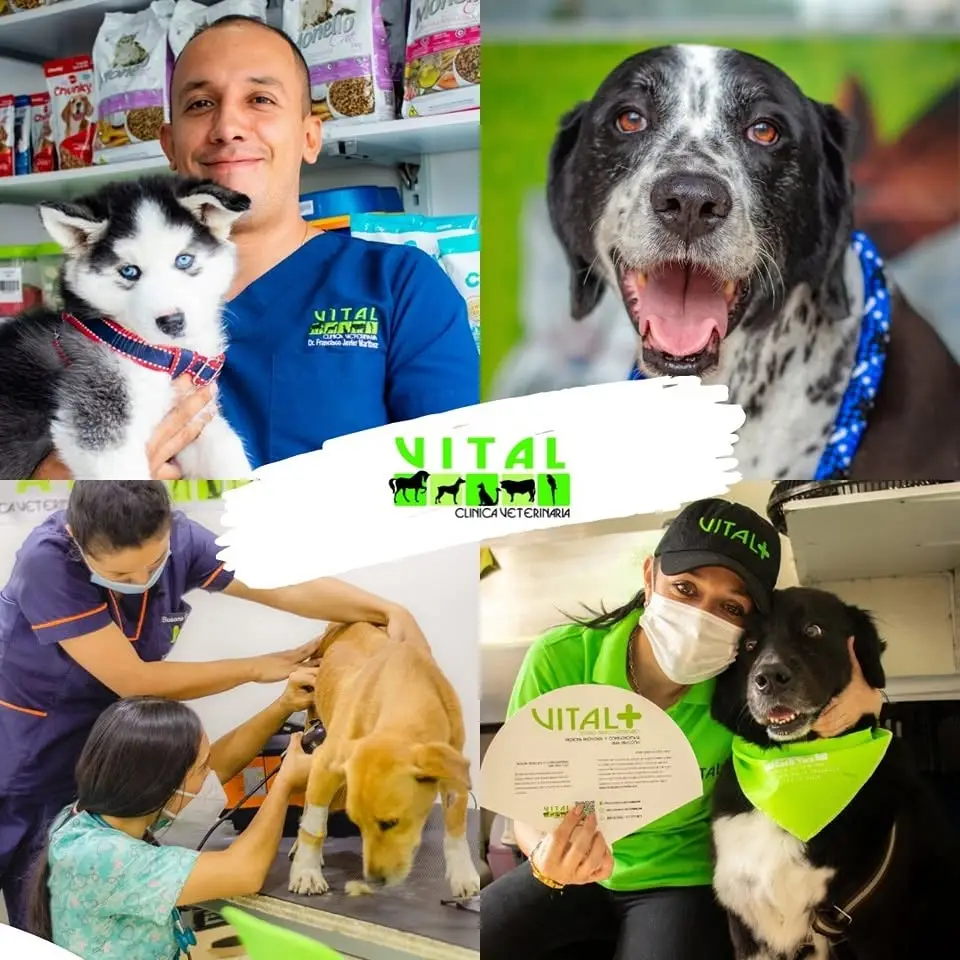 Collage de cuatro escenas de la clínica: un médico con un cachorro husky en la tienda, un perro blanco y negro de frente, dos auxiliares auscultando a un perro sobre la mesa y una auxiliar junto a un perro con pañoleta verde mostrando un volante de VITAL+.