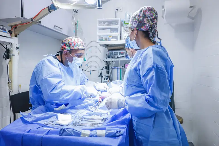 Cirugía veterinaria en el quirófano: dos profesionales con bata, gorro y tapabocas azules operan a un animal sobre la mesa, con el instrumental y la máquina de anestesia alrededor.