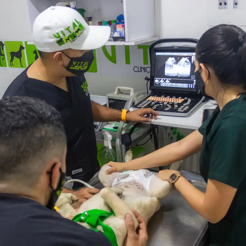 Ecografía veterinaria: el médico frente al ecógrafo y el equipo sosteniendo a un perro blanco sobre la mesa de examen, con la imagen del estudio en la pantalla.