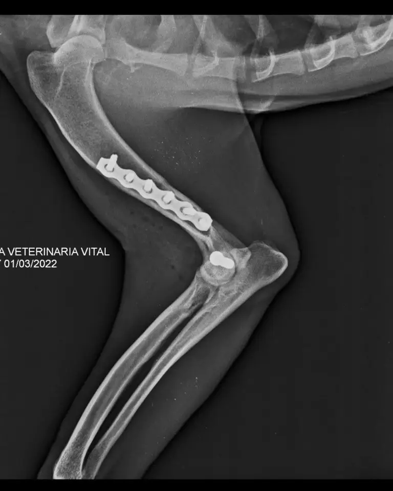 Radiografía de la pata de un perro con placa y tornillos metálicos de fijación ósea, tomada en Clinica Veterinaria Vital Villeta.