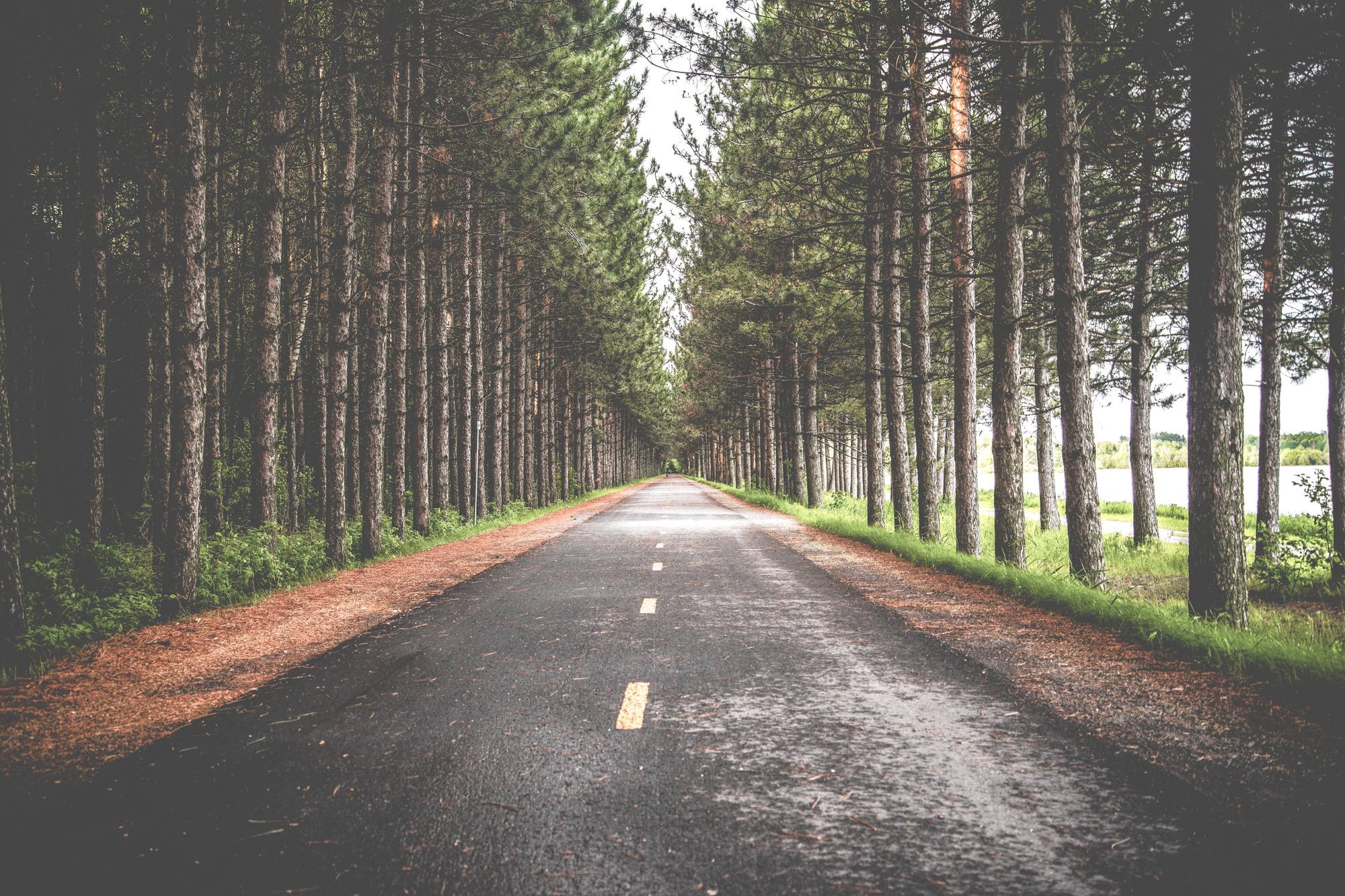 A quiet road through a pine forest