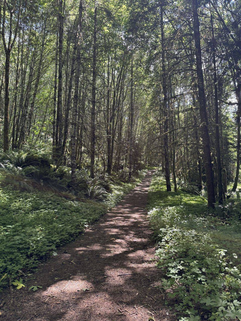 A dappled path through a green forest