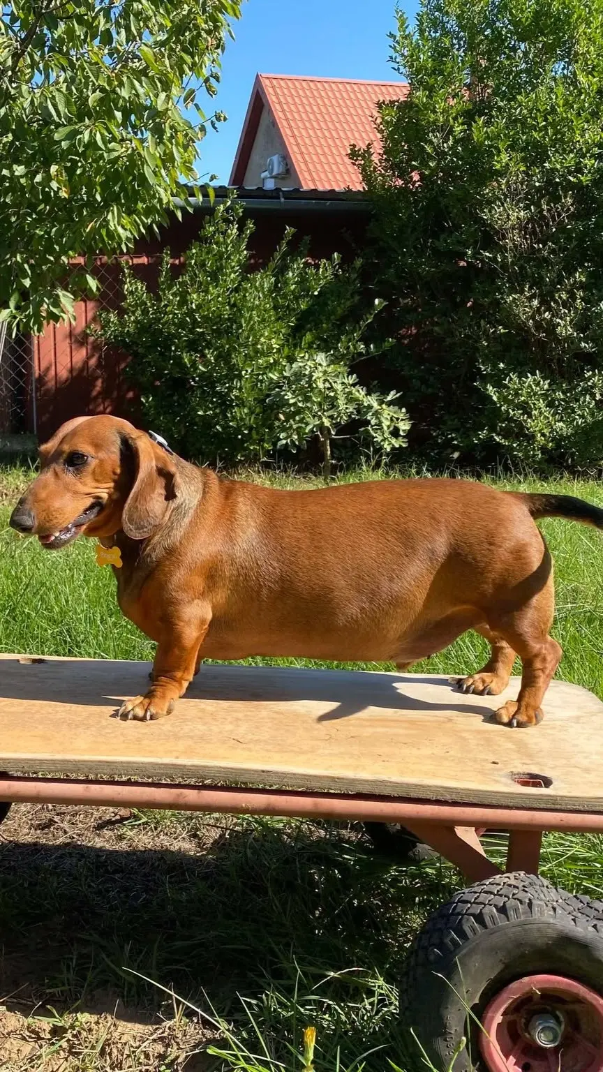Berry the support dog being pulled on a wooden cart