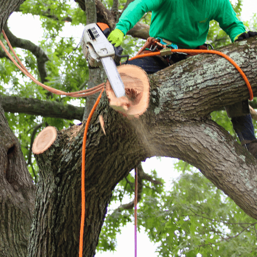 tree care in All of York county