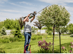 Pruning in Cumberland County