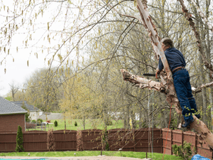 Trimming in Cumberland County