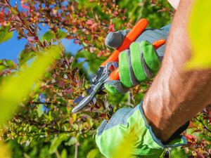 Trimming near wires in All of York county