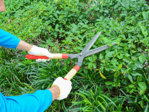 Trimming near wires in Cumberland County