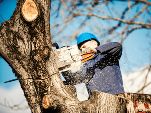 Tree removal in All of York county