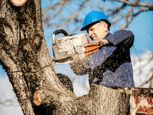 Tree removal in Cumberland County